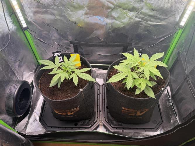 Mango 42Fastbuds. Week 2 - End of Week