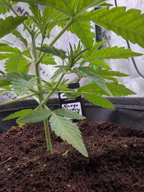 Mango 42Fastbuds. Week 2 - End of Week