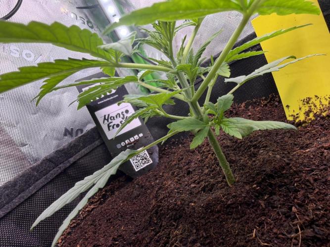 Mango 42Fastbuds. Week 2 - End of Week 