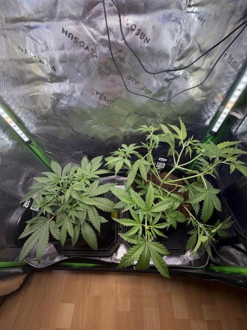 Mango 42Fastbuds. Week 3