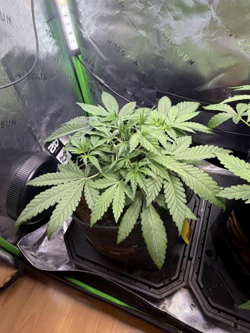 Mango 42Fastbuds. Week 3