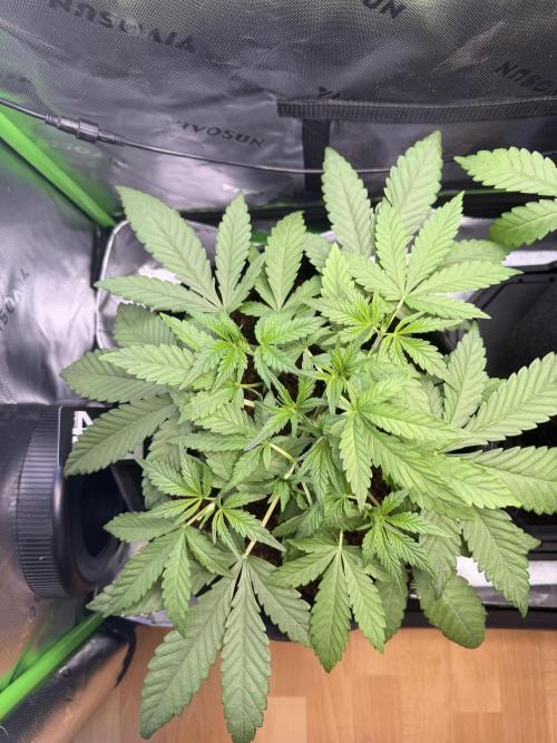 Mango 42Fastbuds. Week 3
