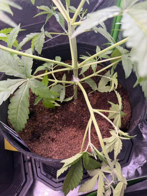 Mango 42Fastbuds. Week 3 - Still with stem 