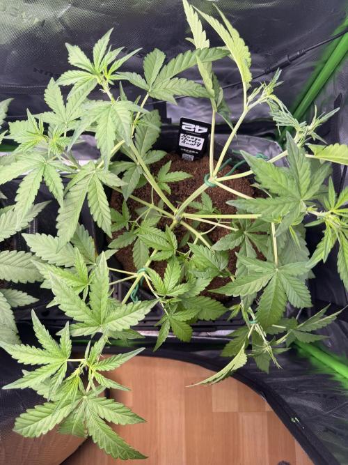 Mango 42Fastbuds. Week 3