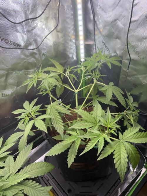 Mango 42Fastbuds. Week 3