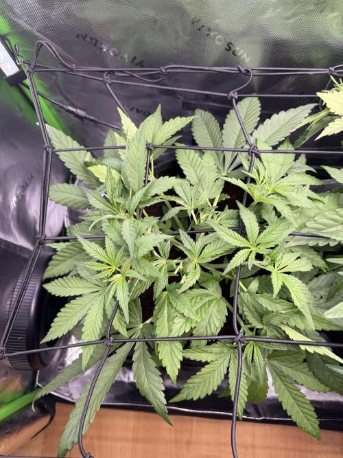 Mango 42Fastbuds. Week 4 - MangoFrost