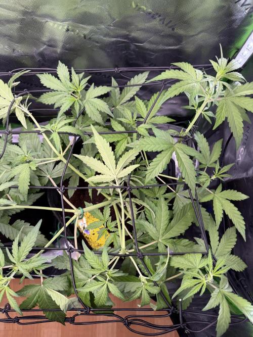 Mango 42Fastbuds. Week 4 - MCR