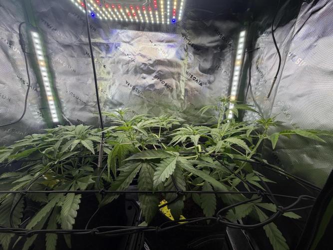 Mango 42Fastbuds. Week 4 - MCR