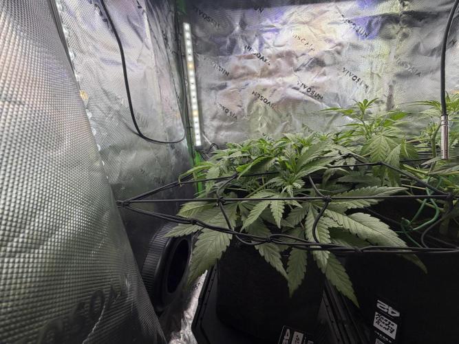 Mango 42Fastbuds. Week 4 - MangoFrost