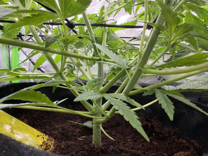 Mango 42Fastbuds. Week 4 - Mango Frost