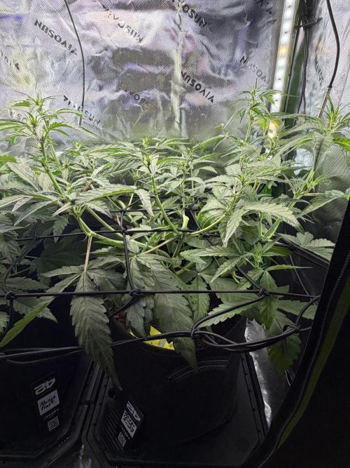 Mango 42Fastbuds. Week 4 - MCR 