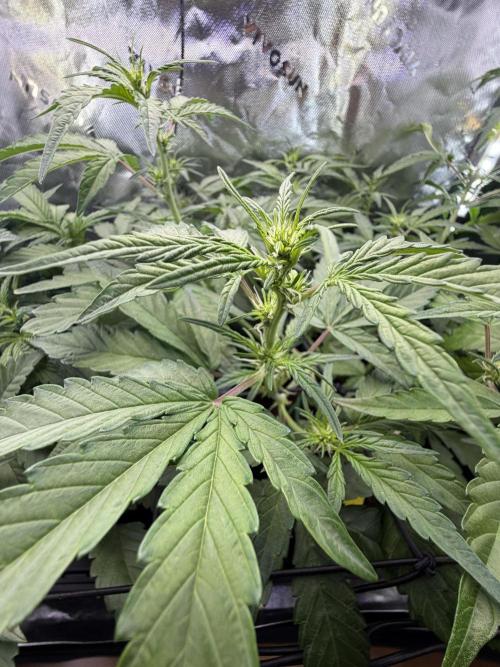Mango 42Fastbuds. Week 4 - MCR