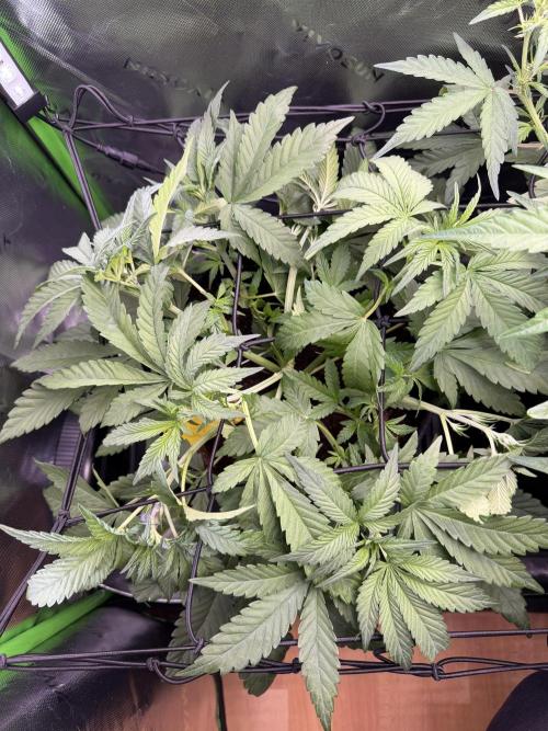Mango 42Fastbuds. Week 4 - MangoFrost