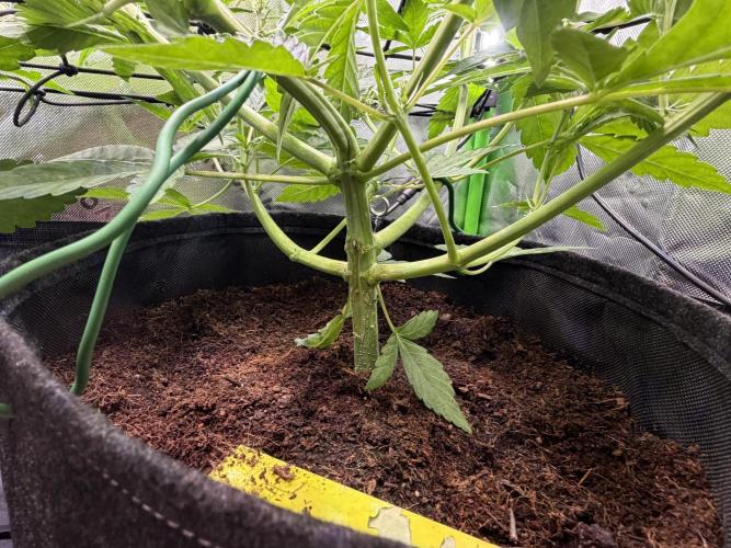 Mango 42Fastbuds. Week 4 - Mango Cherry Runtz