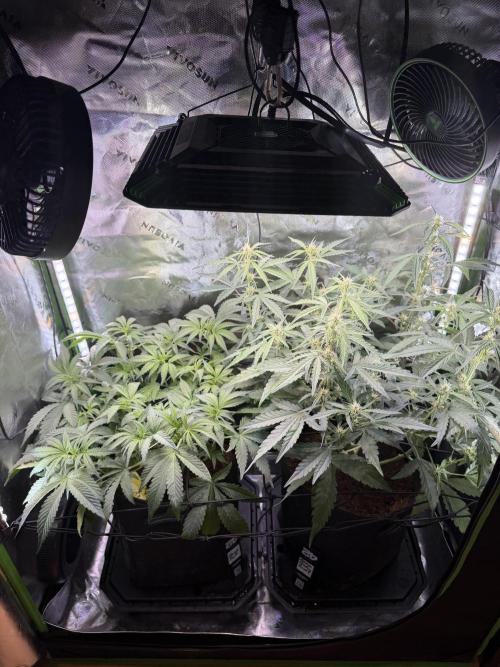 Mango Frost & Mango Cherry Runtz. Week 5