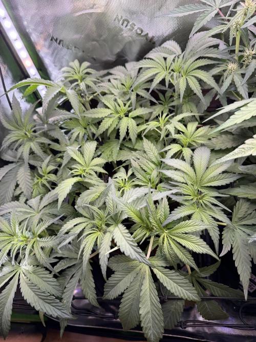 Mango Frost & Mango Cherry Runtz. Week 5