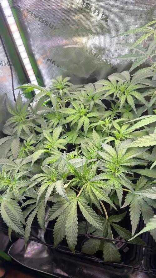Mango 42Fastbuds