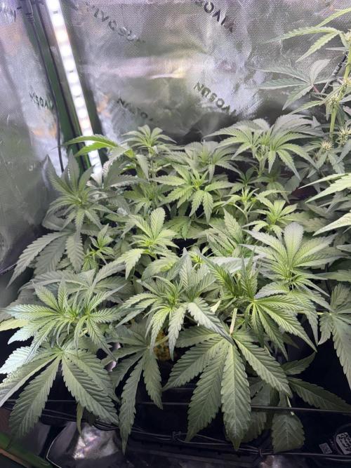 Mango Frost & Mango Cherry Runtz. Week 5