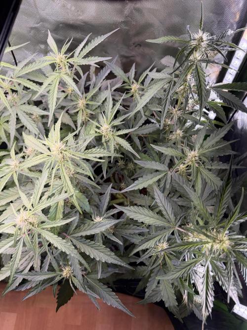 Mango Frost & Mango Cherry Runtz. Week 5