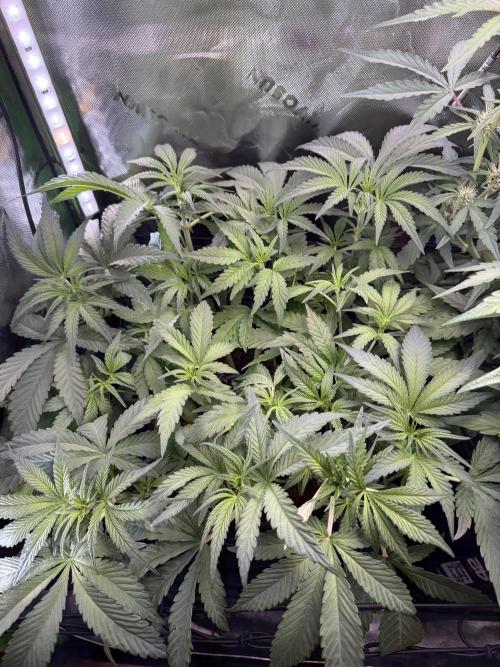 Mango Frost & Mango Cherry Runtz. Week 5