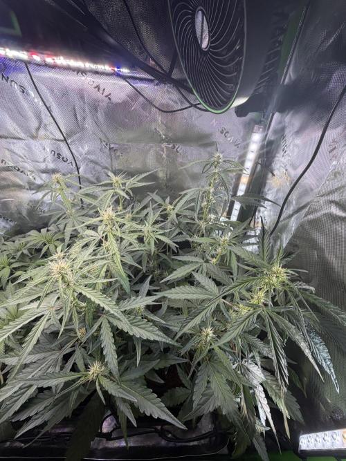 Mango Frost & Mango Cherry Runtz. Week 5