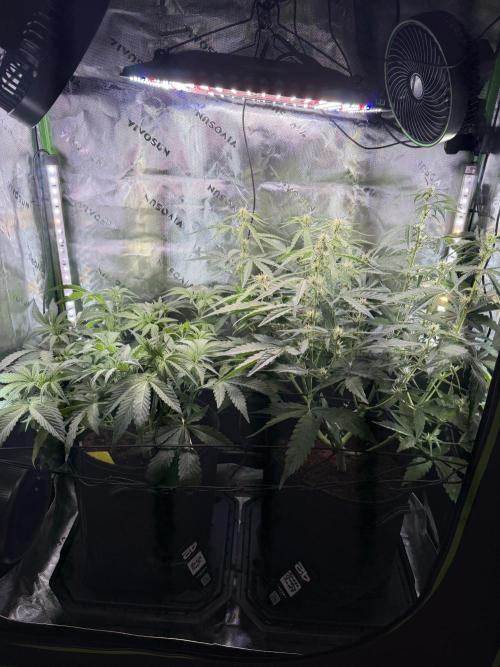 Mango Frost & Mango Cherry Runtz. Week 5