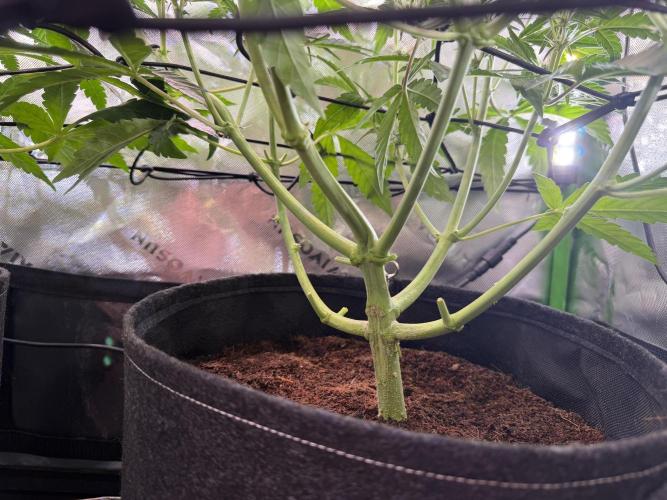 Mango Frost & Mango Cherry Runtz. Week 5