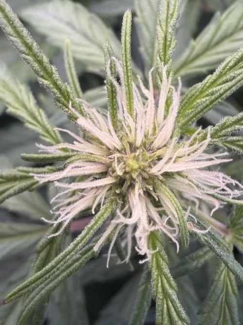 Mango Frost & Mango Cherry Runtz. Week 5