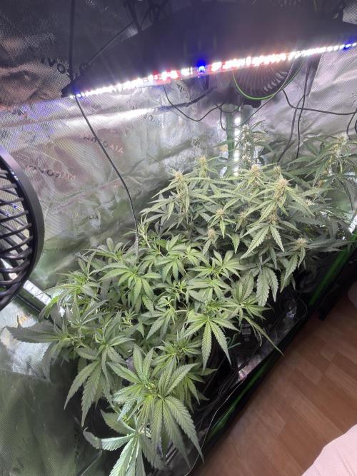 Mango Frost & Mango Cherry Runtz. Week 6