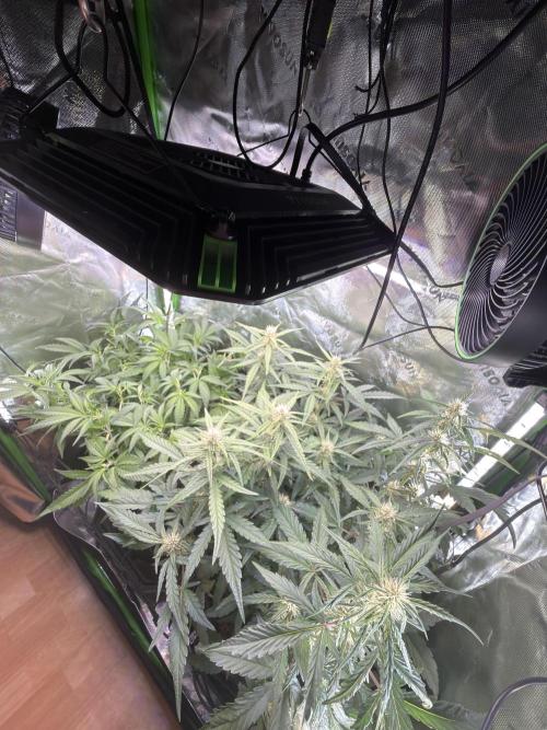Mango Frost & Mango Cherry Runtz. Week 6