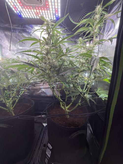 Mango Frost & Mango Cherry Runtz. Week 6