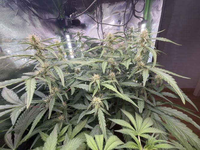Mango Frost & Mango Cherry Runtz. Week 6