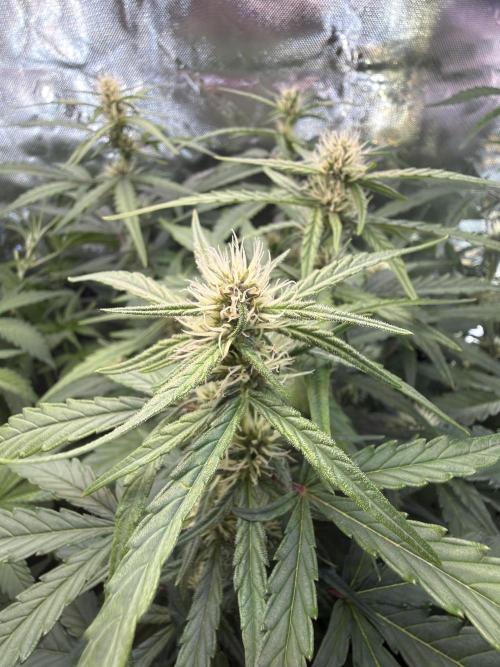 Mango Frost & Mango Cherry Runtz. Week 6