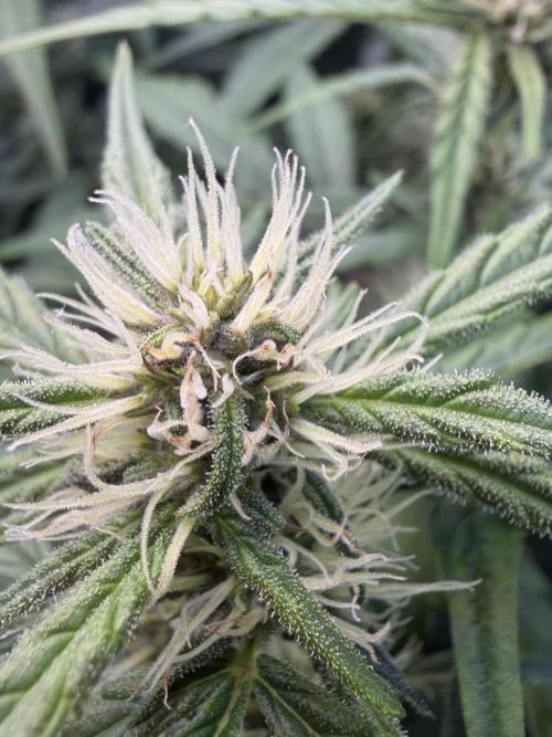 Mango Frost & Mango Cherry Runtz. Week 6