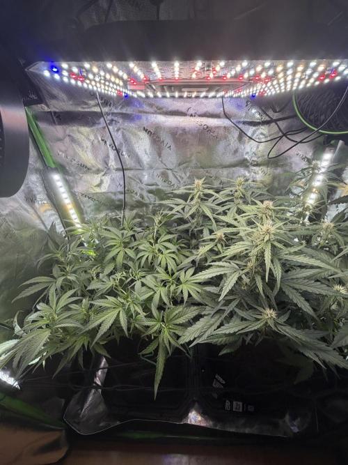 Mango Frost & Mango Cherry Runtz. Week 6