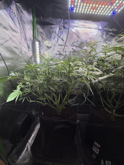 Mango Frost & Mango Cherry Runtz. Week 6