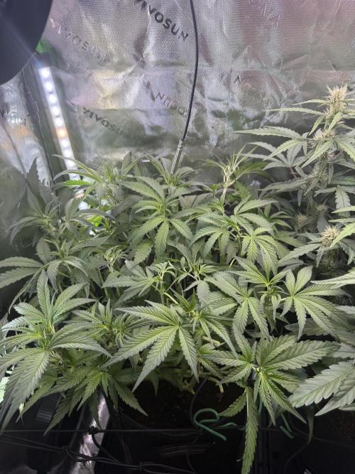 Mango Frost & Mango Cherry Runtz. Week 6