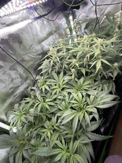 Mango Frost & Mango Cherry Runtz. Week 6