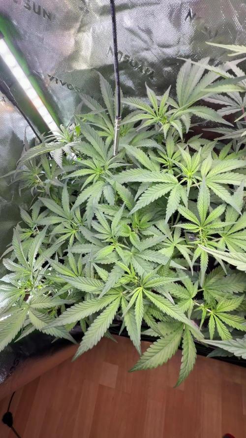 Mango 42Fastbuds