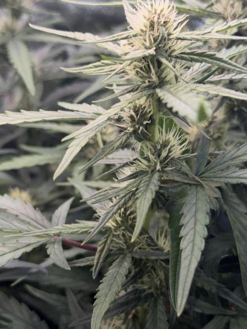 Mango Frost & Mango Cherry Runtz. Week 6