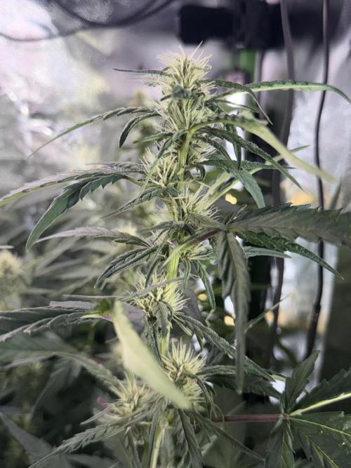 Mango Frost & Mango Cherry Runtz. Week 6