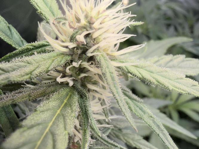 Mango Frost & Mango Cherry Runtz. Week 6