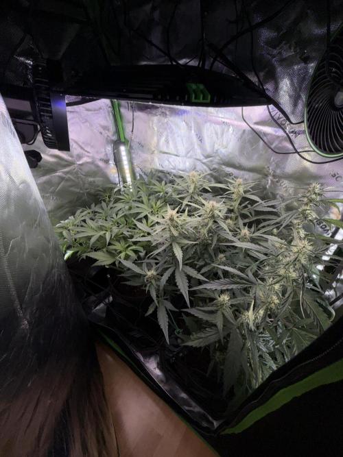 Mango Frost & Mango Cherry Runtz. Week 6