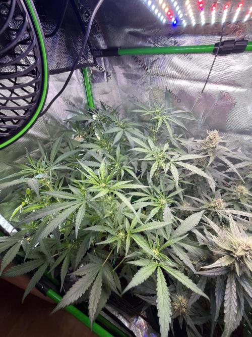 Mango Frost & Mango Cherry Runtz. Week 7