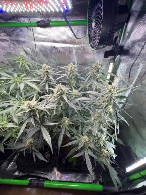 Mango Frost & Mango Cherry Runtz. Week 7