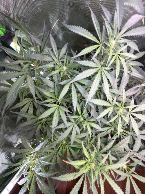 Mango Frost & Mango Cherry Runtz. Week 7