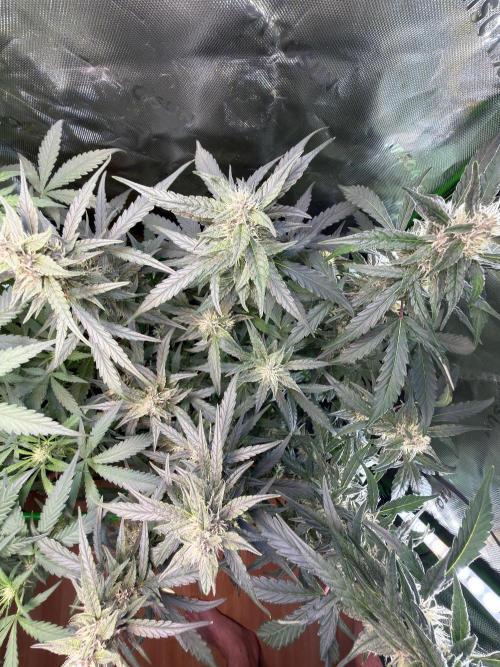 Mango Frost & Mango Cherry Runtz. Week 7