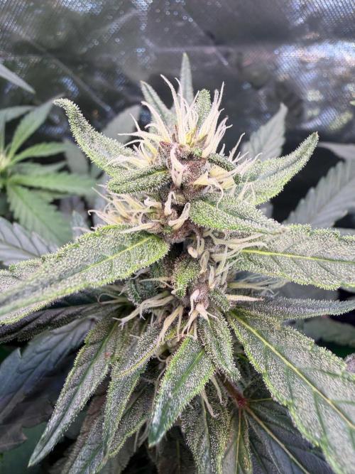Mango Frost & Mango Cherry Runtz. Week 7