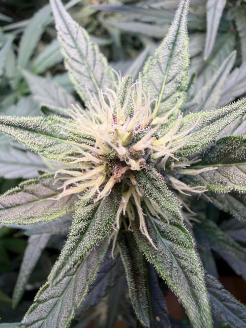 Mango Frost & Mango Cherry Runtz. Week 7