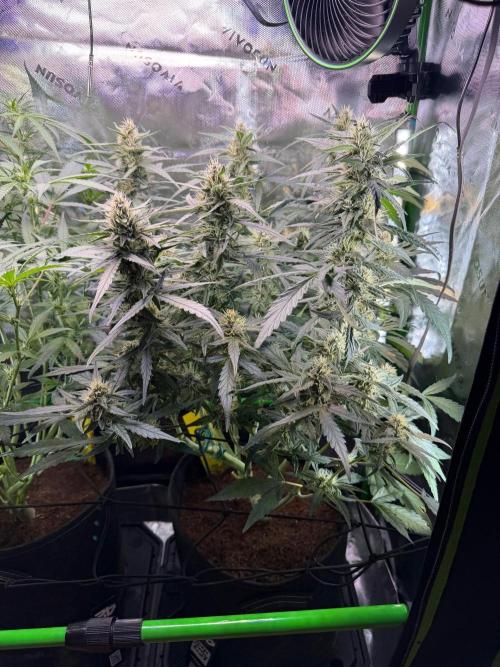 Mango Frost & Mango Cherry Runtz. Week 7